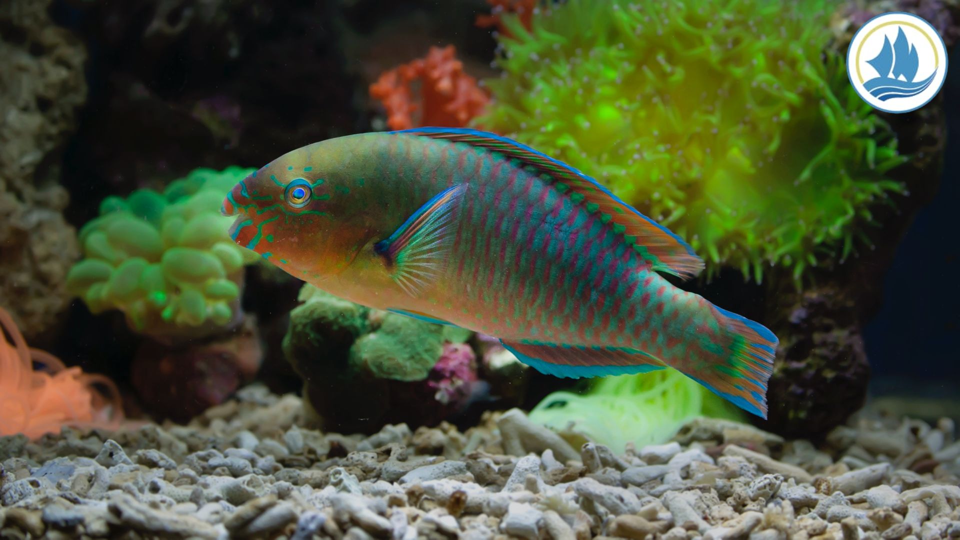 Here are the Parrotfish Habit and Environmental Roles